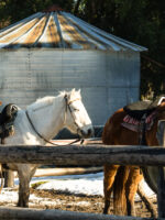 Cabalgata por Coihues: Paseo a Caballo en Medio de la Naturaleza Patagónica - Imagen 2