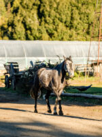 Cabalgata por Coihues: Paseo a Caballo en Medio de la Naturaleza Patagónica - Imagen 3