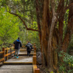 Navegación por Nahuel Huapi: Isla Victoria y Bosque de Arrayanes sin traslado
