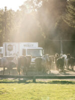 Cabalgata por Coihues: Paseo a Caballo en Medio de la Naturaleza Patagónica - Imagen 4